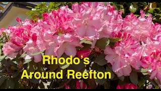 Rhodos around Reefton [upl. by Yruy795]