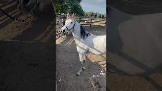 Otra yegua para El Burro Pancho 👏🏼🙌🏼😄caballos parati viral burro viral xy horse foryou [upl. by Ijat]