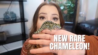 Meet My NEW Chameleon  Cage Tour and Unboxing [upl. by Arreic]