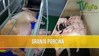 Como Comenzar una Granja Porcina  TvAgro por Juan Gonzalo Angel [upl. by Tommie236]