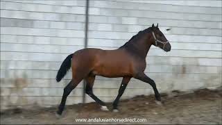 Altanero 20240419 wwwandalusianhorsedirectcom [upl. by Christalle219]