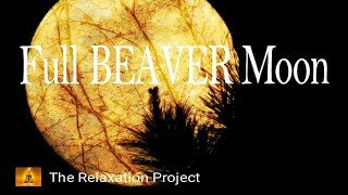 Full BEAVER Moon Letting Go Meditation Empowering [upl. by Renba]