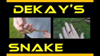 Male vs Female Western Hognose Snakes Size Feeding Enclosure amp Temperament Differences Explained [upl. by Jake]