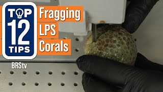 Top Tips to Frag Your LPS Corals Learn How to Frag Acans Torch Corals Chalice Corals and More [upl. by Htenaj]