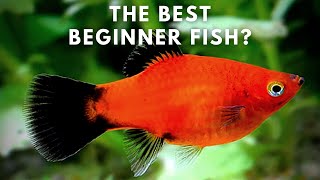 Best Beginner Fish  Platy Care and Breeding Guide [upl. by Suidualc]