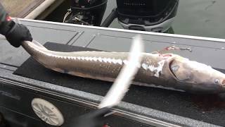 How to Fillet a Keeper Sturgeon from the Columbia River [upl. by Nelrsa]