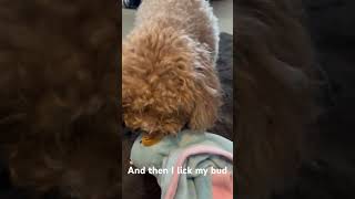 A day in the life of a pup Song by the Holderness Familypuppycutefyp foryoupoodle puppylife [upl. by Appleton]