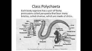 Lecture 6 Acanthocephala Annelida [upl. by Rapsag235]