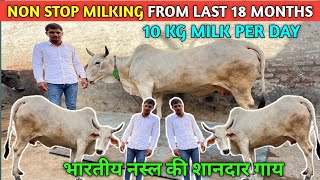 👌NON STOP MILKING FROM LAST 18 MONTHS🙏भारतीय मूल की देसी गायMILK 10 KG PER DAY [upl. by Geis434]