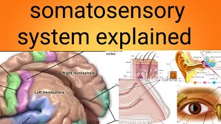 somatosensory systemphysiology lecture 11 [upl. by Jammin328]