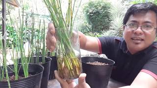 4 METHODS ON HOW TO PROPAGATE HORSETAIL equisetum hyemale [upl. by Eerased709]