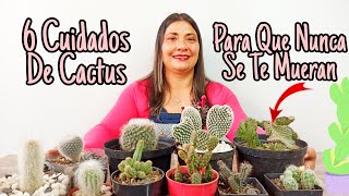 COMO CUIDAR CACTUS CORRECTAMENTE  JARDIN DE LA CHITA [upl. by Mushro]