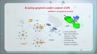 Regulation of apoptosis IAPs P53 NF kB 齐鲁医学院 [upl. by Winther]