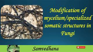 Modifications of myceliumspecialized somatic structures in Fungi [upl. by Seema817]