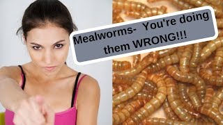 Mealworms Youre Raising Them Wrong [upl. by Fevre545]