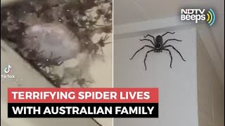 Giant Spider Has Been Australian Familys Guest For 1 Year [upl. by Rothberg]