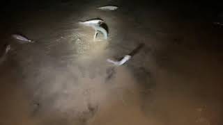 Grunion Run CloseUp on What Happens Mission Beach San Diego [upl. by Leonteen]