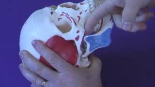 TMJ Muscle Palpation [upl. by Convery]