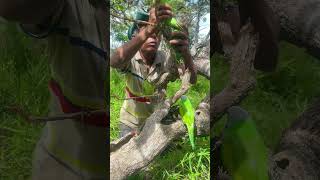 A older man see many parrots nest on a tree part 02 parrotlet nightparrot swiftparrot nature [upl. by Ajram]