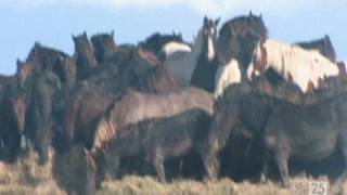 De Paarden van Marrum  De 25 meest bijzondere heldendaden [upl. by Arakaj]