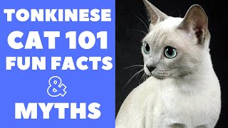 Tonkinese Cats 101  Fun Facts amp Myths [upl. by Ludwigg347]