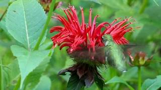 Hummingbirds really do like red Give them the real thing [upl. by Pattie31]