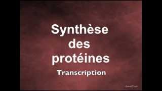 Synthèse des protéines Transcription [upl. by Irakab]