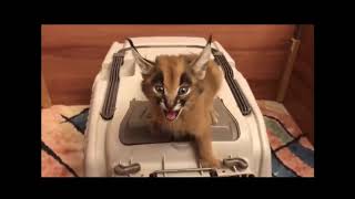 Caracal cat meowing [upl. by Aisyat283]