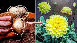 Dahlia Flower Growing Time Lapse  Tuber To Bloom 90 Days [upl. by Aidan]