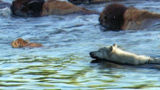 Determined Wolf Catches Young Calf  BBC Earth [upl. by Nwatna]