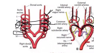 Development of aortic arches [upl. by Na375]