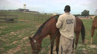 SC Thoroughbred Retirement Foundation  Episode 96 [upl. by Ynoble846]