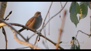 Dunnock Prunella Modularis singing  Heckenbraunelle singt 7 [upl. by Amluz]