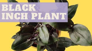 TRADESCANTIA SPATHACEA  How to care for Tradescantia Spathacea Roxxo  Inch plant care tips [upl. by Leor]