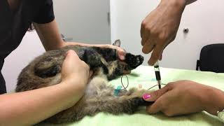 SK11 Medial saphenous venipuncture on a cat [upl. by Gaut]