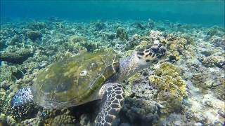 Egypte Plongée requins marteaux Marsa Alam Elphinston Claude Ketels 04082017 [upl. by Gib]