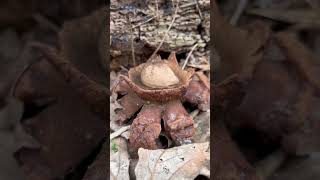 Earthstar and other interesting mushrooms soon on the channel [upl. by Aria]