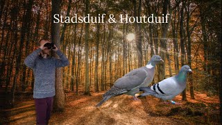 Vogel beginnerscursus 10  Stadsduif amp Houtduif [upl. by Baxie840]