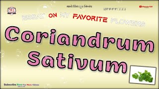 Coriandrum Sativum Flower  Essay On Coriandrum Sativum Flower  Favorite Flower Coriandrum Sativum [upl. by Aiyt]