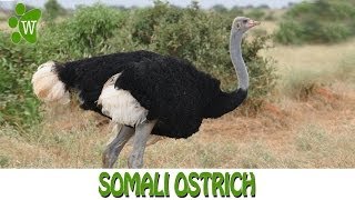 The Somali Ostrich [upl. by Pedro]