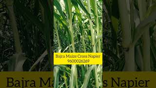 Maize Cross Napier [upl. by Guillema]