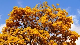 Araguaney  Venezuelas National Tree in full bloom [upl. by Hashimoto]