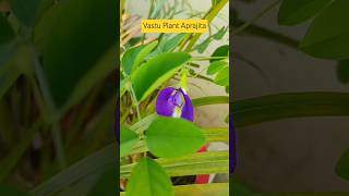 aprajitaplant vastuplants shortfeed airpurifyingindoorplants floweringplant nature shorts [upl. by Thordia]