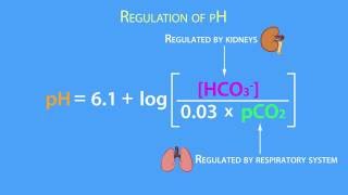 AcidBase Regulation Henderson Hasselbach Equation [upl. by Thay]