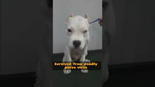 Parvovirus in dogs  pitbull puppy [upl. by Ecneret12]