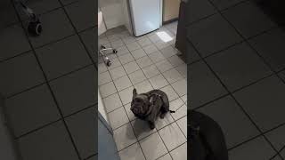 Yoda’s diary part 2 dogsofyoutube frenchiesofyoutube frenchbulldog frenchie petsofyoutube [upl. by Aerdnas552]