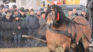 Pokazy ogierów 2021 Skaryszew [upl. by Bowers]