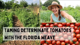 Managing Determinate Tomatoes with The Florida Weave  Say NO to Tomato Cages [upl. by Dorey748]