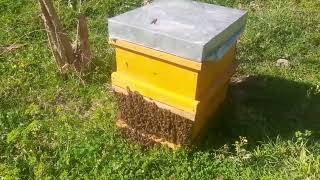 Complete visit bee 0 to 100 bee breeding [upl. by Yslehc]