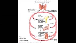 Endocrinology b07 [upl. by Kiryt222]